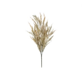 Wheat Grass Plant